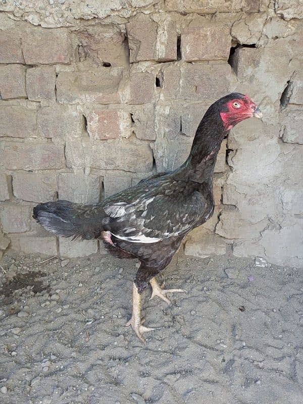 Aseel Hen for sale 0