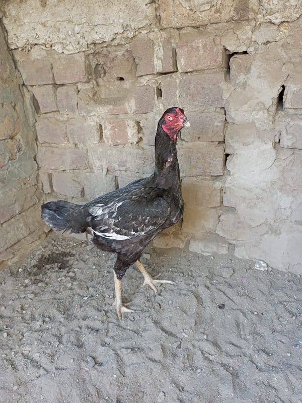 Aseel Hen for sale 1