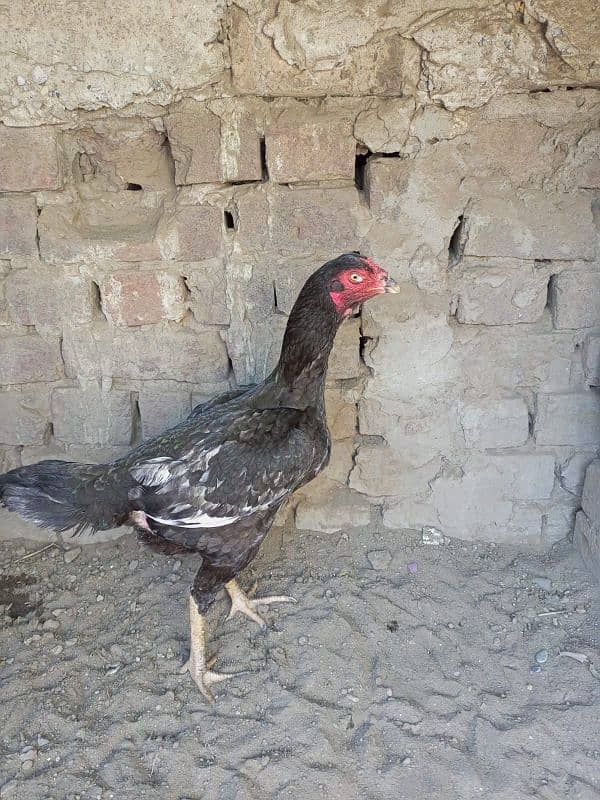 Aseel Hen for sale 2