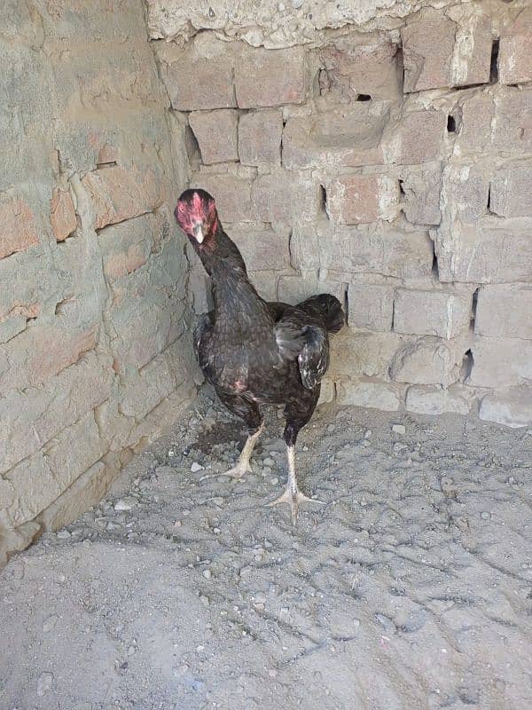 Aseel Hen for sale 3