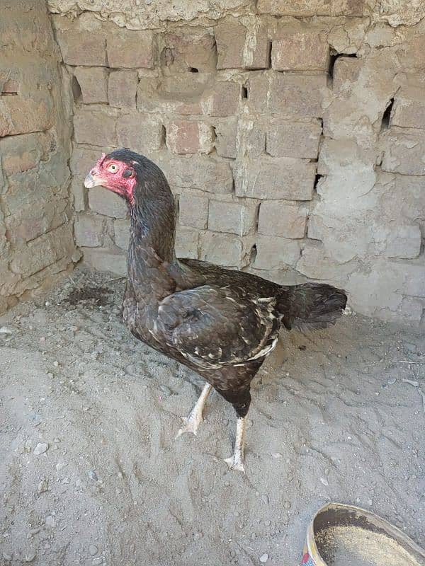 Aseel Hen for sale 4