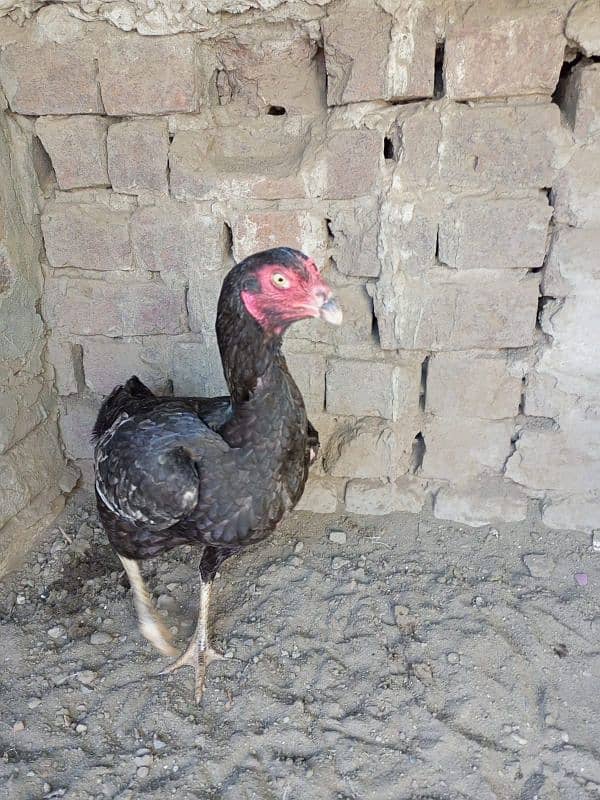 Aseel Hen for sale 5