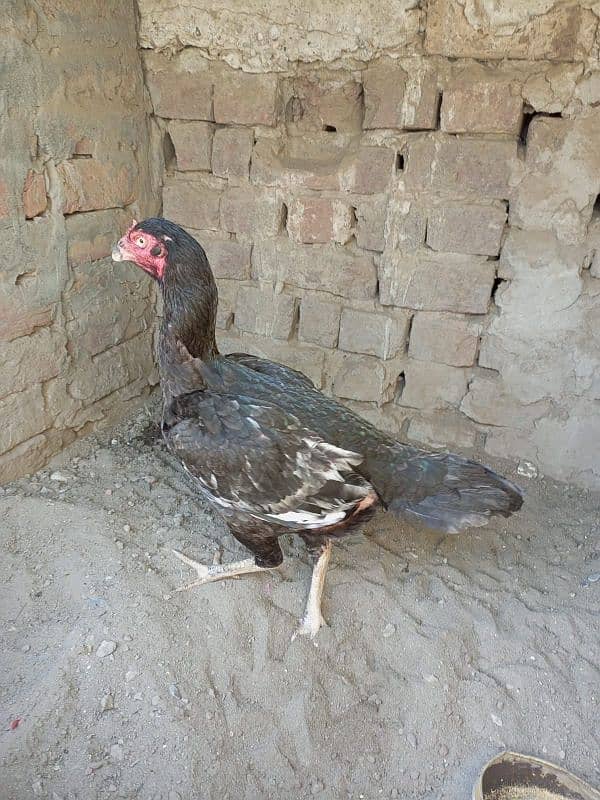 Aseel Hen for sale 6