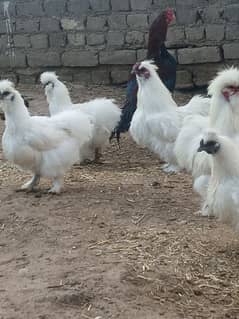 silki breeder pairs for sale