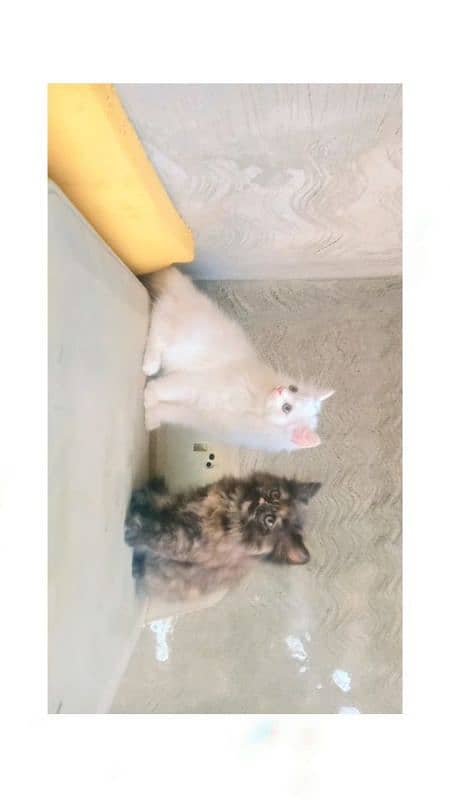 Persian kittens 1