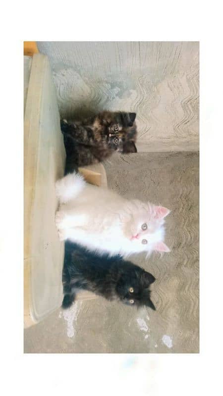 Persian kittens 2