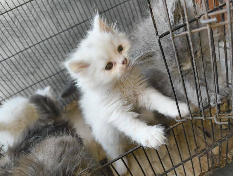 Persian kittens 4