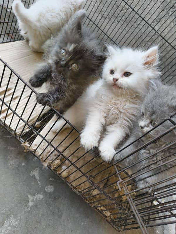 Persian kittens 5