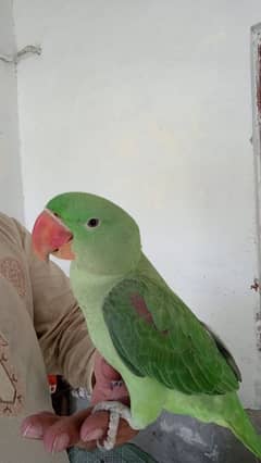 Raw parrot male