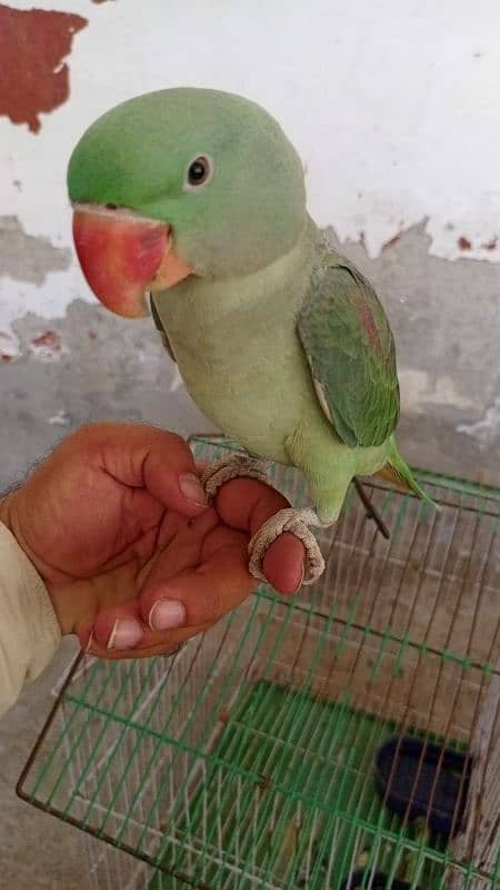 Raw parrot male 1