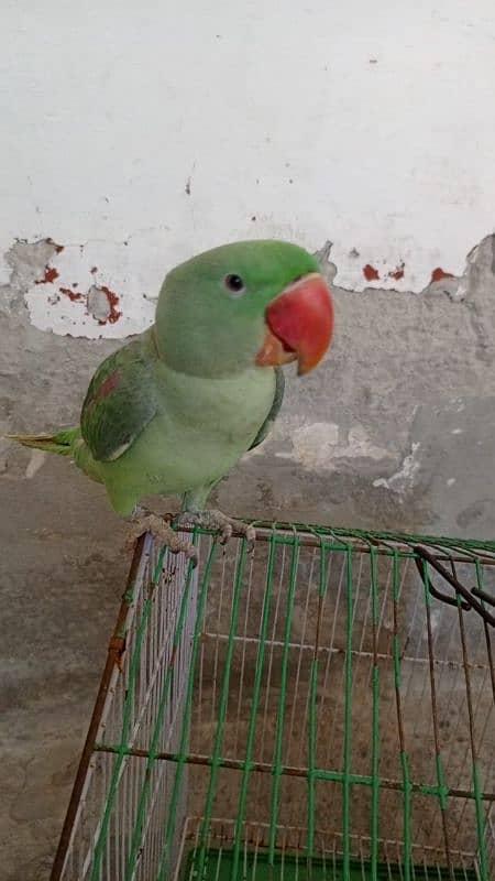 Raw parrot male 2