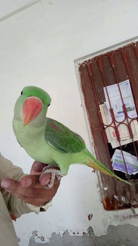 Raw parrot male 3