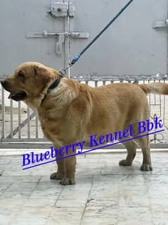 Healthy & Pedigreed British Labrador for Stud