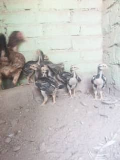 Aseel shamo chick's and eggs available