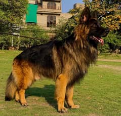 German shepherd long coat male for sale