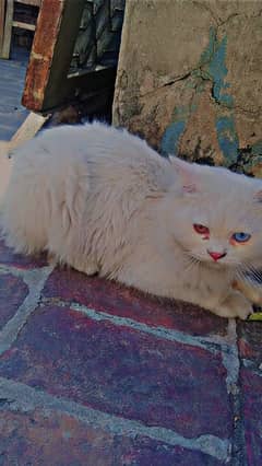 Odd eyes white Persian Male cat