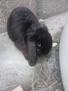 Sale Sale Sale Holland lop male  for sale rawalpindi islamabad