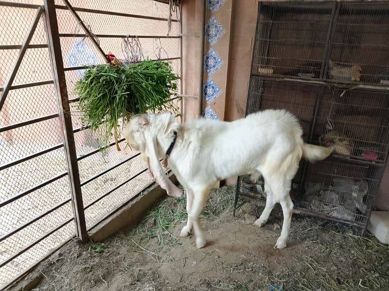 I am seeling gulabi Ando Bakra 25 inch kaan 0