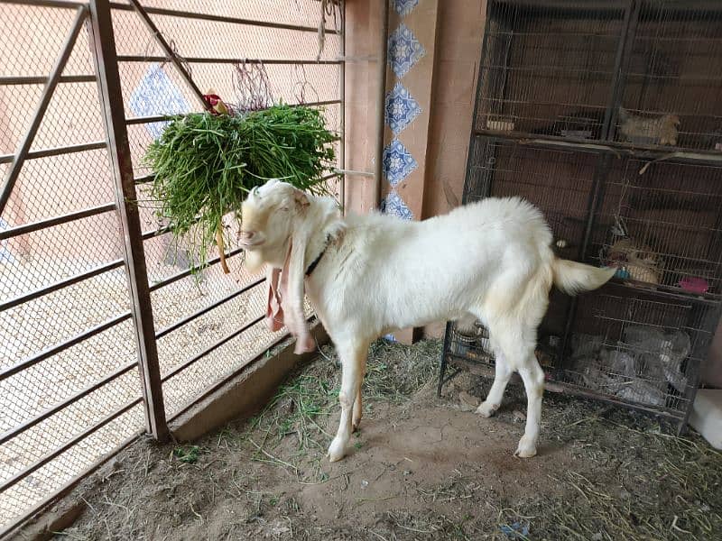 I am seeling gulabi Ando Bakra 25 inch kaan 1