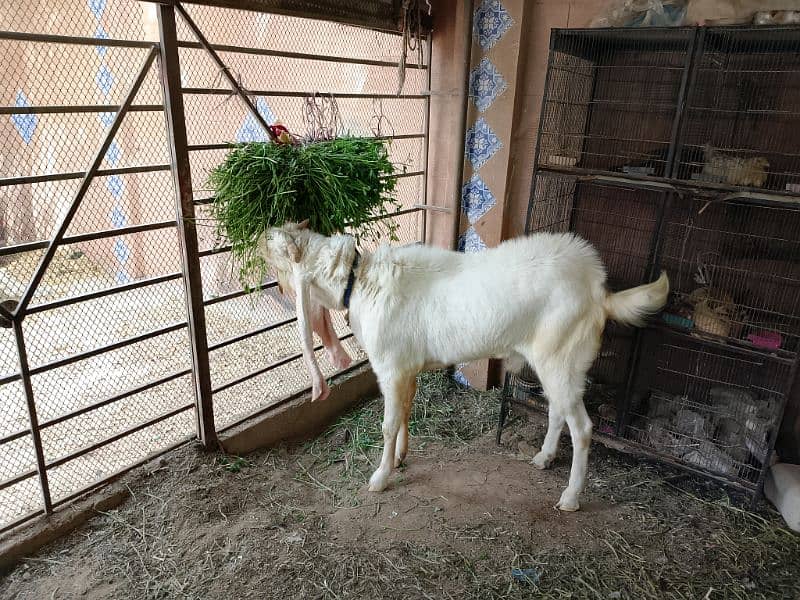 I am seeling gulabi Ando Bakra 25 inch kaan 2