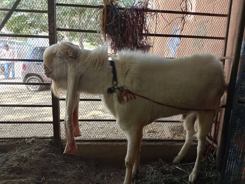 I am seeling gulabi Ando Bakra 25 inch kaan 3