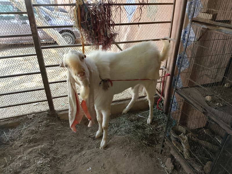 I am seeling gulabi Ando Bakra 25 inch kaan 4