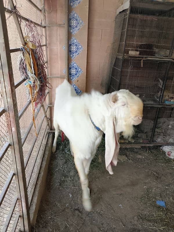 I am seeling gulabi Ando Bakra 25 inch kaan 5