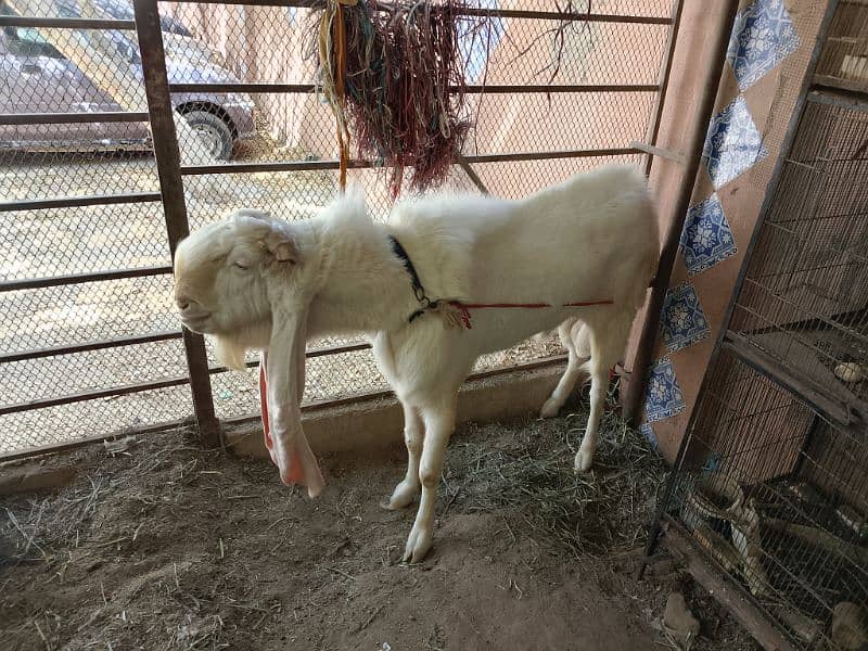I am seeling gulabi Ando Bakra 25 inch kaan 6