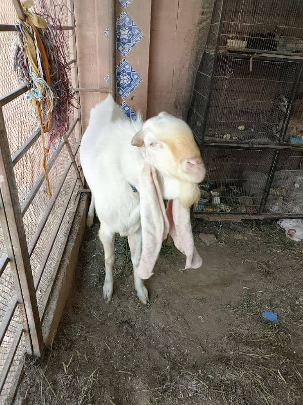 I am seeling gulabi Ando Bakra 25 inch kaan 7