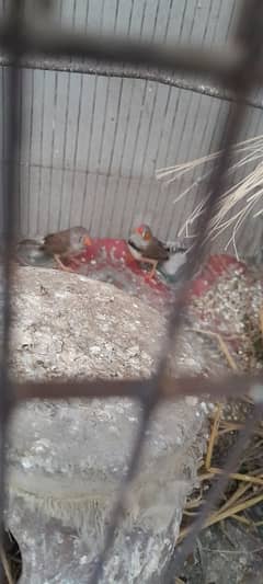 sell my finches comfrim breeder pair per pees 1200