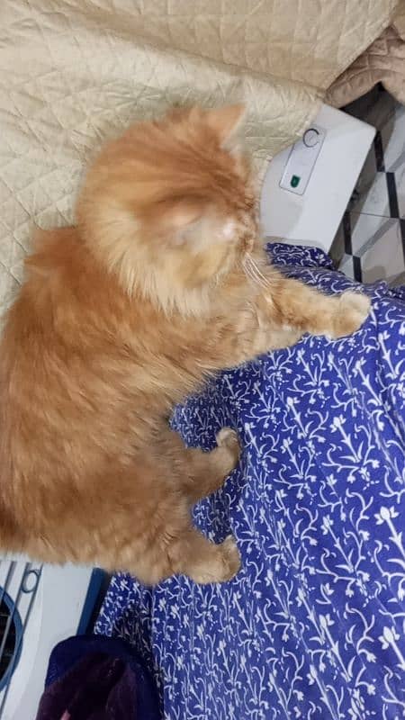 persian cat for sale 03104321626 1