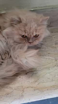 Persian cat for sale urgently