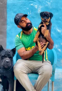 Rottweiler  Alabai and cane corso 03234696626