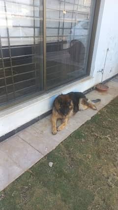 German Shepherd for sale