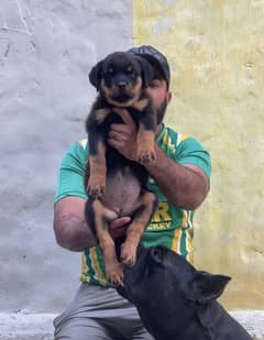 Rottweiler 03234696626