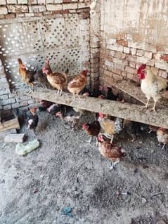 golden misri hen murgiyan for sale desi murgiyan desi hen for sale