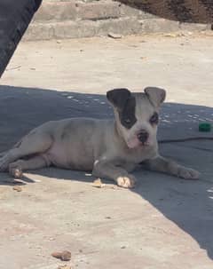 American pitbull 03234696626