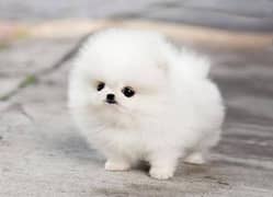 Pomeranian