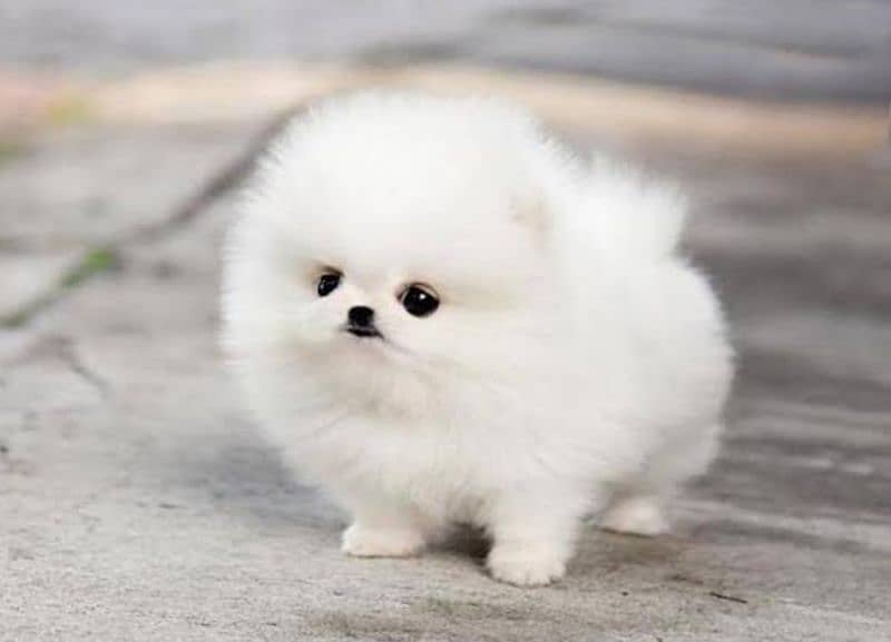 Pomeranian puppies 0