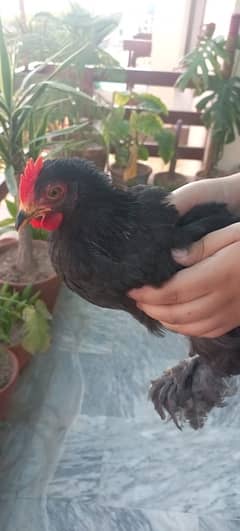 black bantam and blue bantam with cage