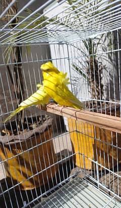 Double flower budgie Parrot