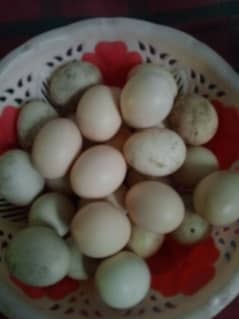 aseel eggs