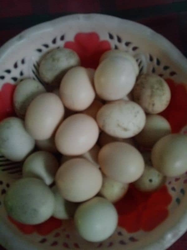 aseel eggs 0