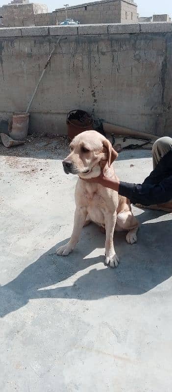 Labrador breeder male for sale as number par can't karo 03142088780 2