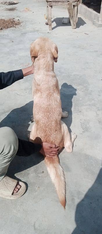 Labrador breeder male for sale as number par can't karo 03142088780 3