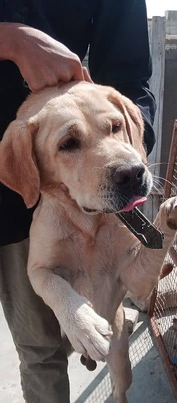 Labrador breeder male for sale as number par can't karo 03142088780 5