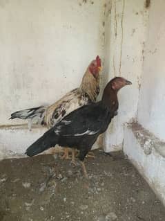 aseel murgha pair urgent sale