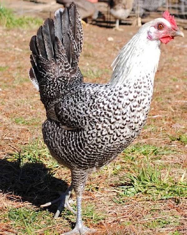 Egyptian Fayoumi Fertile Eggs For Sale 1