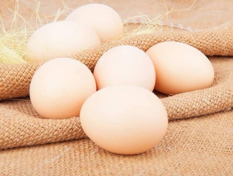 Egyptian Fayoumi Fertile Eggs For Sale 2