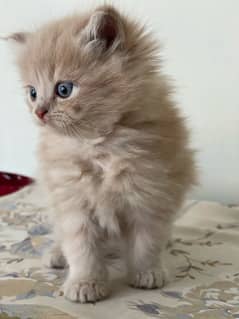 Persian kitten. Triple coated. Punch face